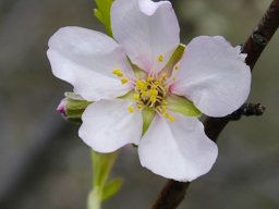 La_Palma_Lanzarote_2003-2004-006